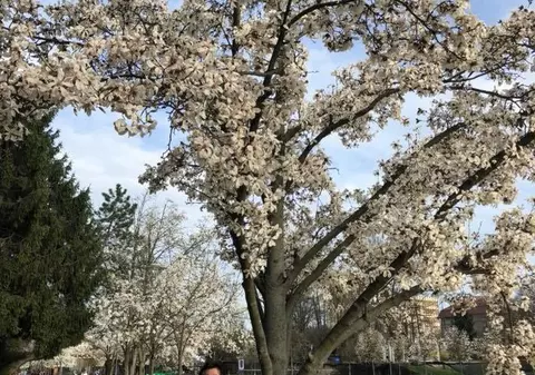 Robu vrea salarii și bonusuri de 5.000 de euro pentru edili. El spune că primarii sunt oamenii cei mai apreciați de comunități