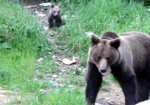 Amenzile date persoanelor care hrănesc urși ar putea fi triplate. La cât ar ajunge