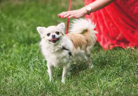 Cum oprești un câine care latră. 7 trucuri care îl vor reduce la tăcere