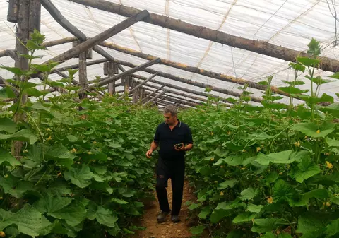 VIDEOREPORTAJ. Producătorii cu munca, samsarii cu profitul: “Nu-mi permit să visez la o vacanță”