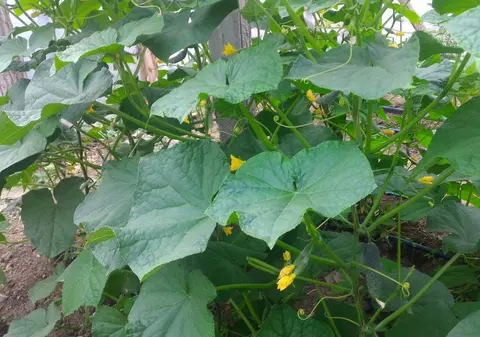 Producătorii cu munca, samsarii cu profitul. Doar o treime din cât plătim pe legume  ajunge la agricultorul român