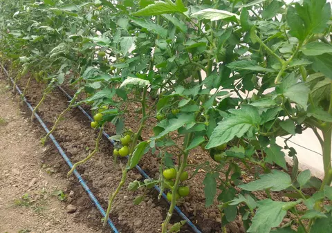 Producătorii cu munca, samsarii cu profitul: "Nu-mi permit, cu toată grădina pe care o vedeți aici, să visez la vacanță"