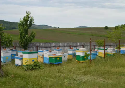 Patronul unei firme de brutării din Focșani a murit înțepat de albine, după ce a vrut să învețe apicultură