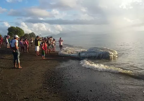 FOTO| O creatură gigantică ”păroasă” a naufragiat pe țărm în Filipine