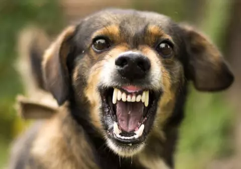 FOTO | O mamă a doi copii a fost atacată și ucisă de o haită de câini