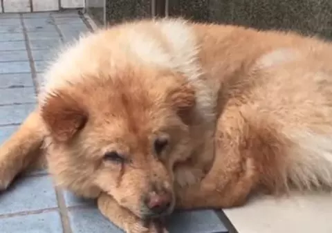 VIDEO VIRAL | Un câine își așteaptă zilnic stăpânul în stația de metrou