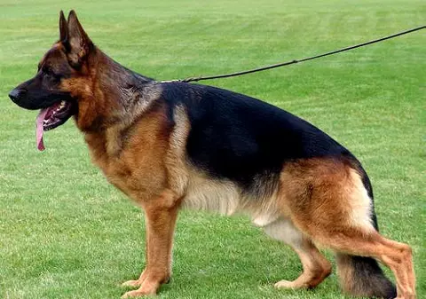 Un băiat din Arad a fost mușcat pe stradă de câinele unui vecin. Copilul este la spital și a fost operat