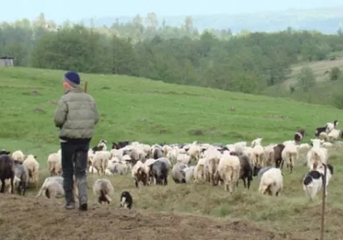 Un cioban și-a ucis colegul în Sibiu. Victima avea opt copii
