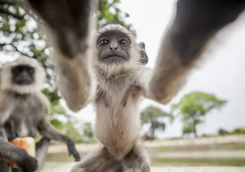 Un pui de maimuță ”și-a făcut” un selfie