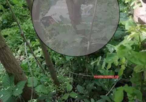 Bărbat găsit mort într-o pădure din Vaslui. Dispăruse de acasă de câteva zile