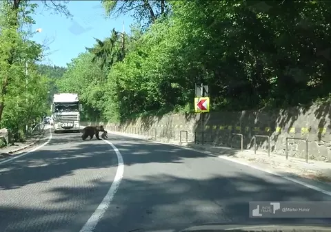 O ursoaică a oprit traficul în Băile Tușnad pentru a-și trece puiul peste stradă. Imaginile inedite, filmate de șoferi / VIDEO
