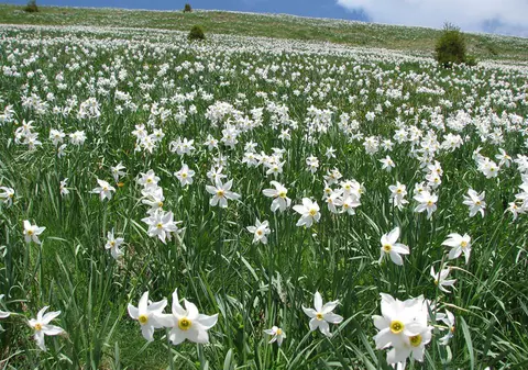 Poiana Narciselor. Locul fermecat din România cu milioane de flori