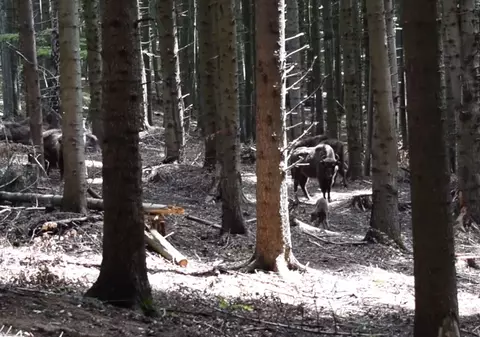 Puiul de zimbru care a făcut senzație pe Facebook. S-a născut în primăvară în Parcul Vânători Neamț