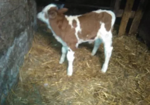 VIDEO/Taur legat de coarne, târât după un tractor zeci de metri. Poliția Timiș a deschis dosar penal