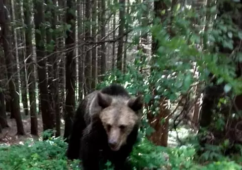 Ursul Șoni, mascota lacului Sfânta Ana, ar putea fi împușcat. A rănit o turistă care voia să-și facă un selfie