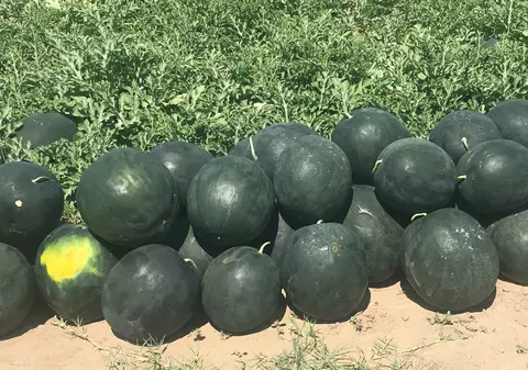 REPORTAJ/ S-a copt lubenița! Dulcele de Dăbuleni va ajunge pe mesele suedezilor. Pe piața românescă n-au fost cerințe! / FOTO