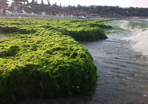 GALERIE FOTO/ Munți de alge la malul mării după furtuna de azi-noapte. Stratul de vegetatie marină măsoară jumătate de metru