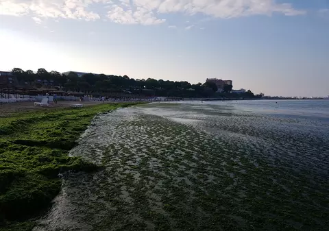 Invazie de alge toxice și meduze în apele din nordul Europei