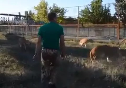 VIDEO | Un bărbat a despărțit cu papucul doi lei agitați într-un parc safari din Crimeea