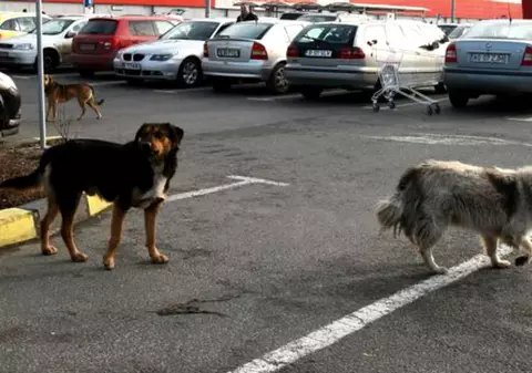 Un bărbat beat a înjunghiat un câine vagabond care se adăpostise de ploaie în scara blocului