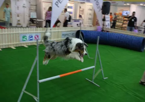 VIDEO/ Parc de distracții pentru animalele de companie. Copiii și câinii se joacă împreună!