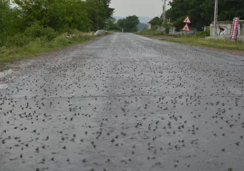 REPORTAJ/Invazie de broscuțe pe un drum din județul Vaslui. ”Nu am mai văzut așa ceva, pare desprins din filme”/FOTO-VIDEO