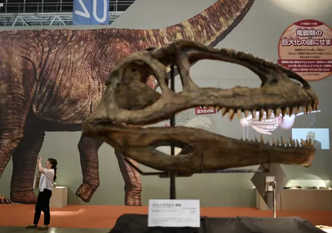 Un bărbat din Mongolia a fost arestat pentru trafic cu fosile de dinozaur