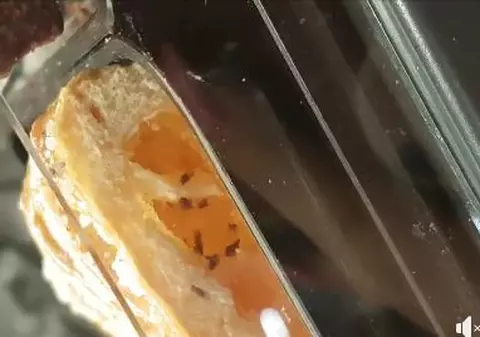 Insecte în produse de patiserie la hipermarket. Asta a găsit o cântăreață de muzică populară la cumpărături | VIDEO