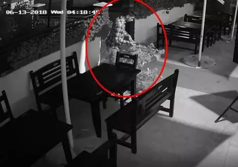 Un hoț din Iași fură din restaurant ghivece cu flori! Patronul localului a ajuns la disperare
