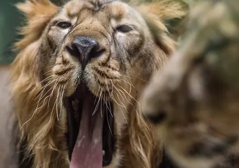 UPDATE| Prădătorii care au fugit dintr-o grădină zoologică din Germania au fost capturați