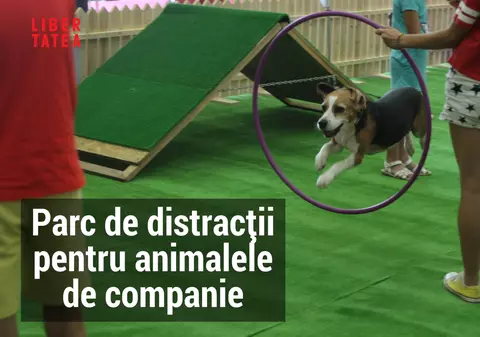 Cum arată un parc de distracții pentru animale