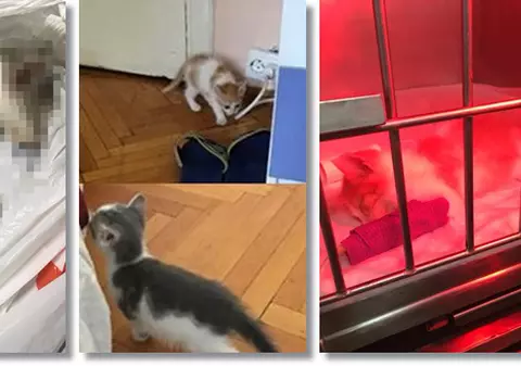 Tânărul din Timișoara acuzat că a omorât pisici adoptate a recunoscut totul. Le-a ucis în bătaie