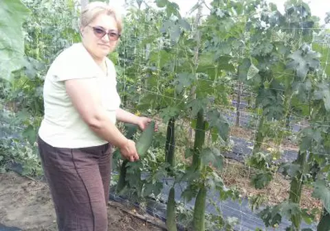 FOTO | O româncă și-a făcut o afacere inedită. Cultivă mii de bureți lufa