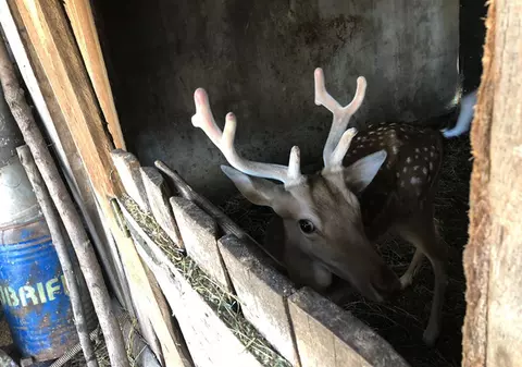 Braconieri din Timiș, percheziționați. Au fost găsite animale sălbatice în captivitate