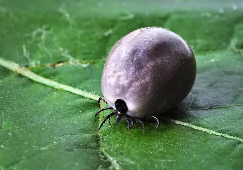 Primul caz de boală Lyme în Timiș, din cauza unei căpușe. 141 de oameni din județ au mers la spital mușcați de căpușe, într-o singură lună