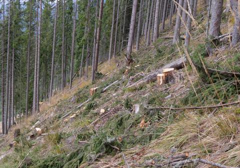 Doi pădurari din Lunca Mureșului au fost bătuți de hoții de lemne în sprijinul cărora au sărit și 20 de persoane
