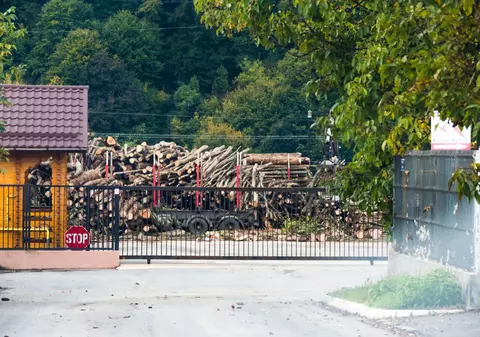 EXCLUSIV / Copacii din pădurile României, de vânzare pe Facebook. Administratorii de păduri ignoră ilegalitățile cu ”câteva mii de metri cubi”