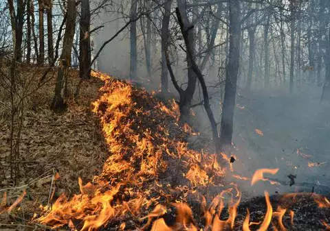 O pădure a fost cuprinsă de un incendiu în Sibiu. Au ars patru hectare de material lemnos