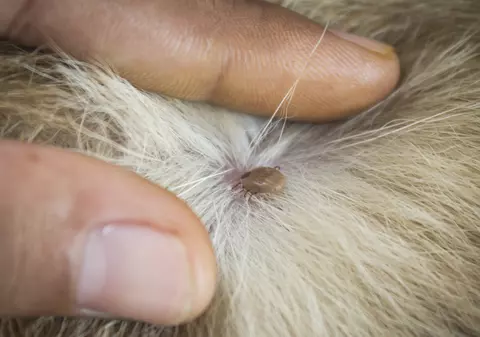 O ieșire la iarbă verde se poate termina la spital. Cum te ferești de insectele periculoase!