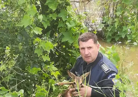 Un agent de poliție din Baraolt a salvat un pui de căprioară din râul umflat de ploi