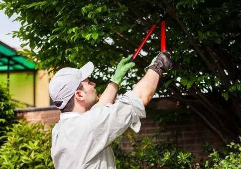 LIBERTATEA TE AJUTĂ: „Pomii vecinului mă deranjează. Am dreptul să le tai crengile?”
