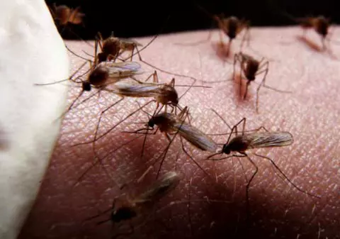 Șase oameni au murit din cauza virusului West Nile, în ultima săptămână