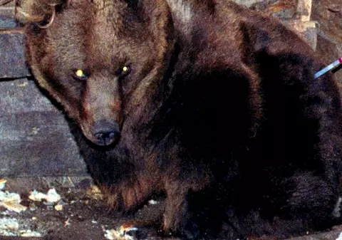 Bărbat atacat de urs în centrul orașului Băile Tușnad. A vrut să-și salveze cățelul