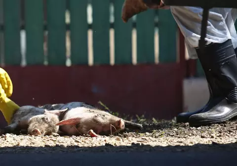 Asociația WWF acuză Guvernul că ia măsuri iraționale în lupta cu pesta porcină. „Zeci de mii vulpi vor fi vânate”