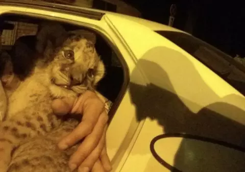 Au încercat să vândă un pui de leu la un ștrand din Timișoara. Ce explicații au dat Poliției