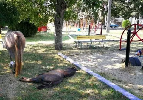 Trei cai au fost lăsați la păscut într-un parc din Timișoara. Proprietarul a fost amendat