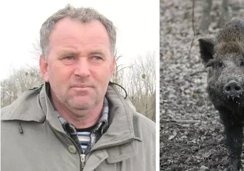 EXCLUSIV/ Primarul din Ceatalchioi, prima localitate tulceană afectată de pesta porcină: „E o batjocură cum gestionează epidemia! Nici acum nu s-au apucat să împuște mistreții!”
