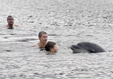 Plajă închisă din cauza unui delfin prea jucăuș