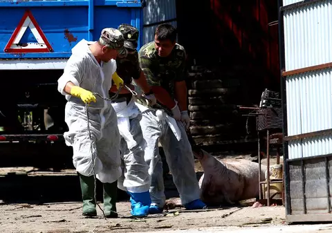 Comisia Europeană, gata să ajute România pentru combaterea pestei porcine africane