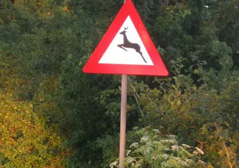 Măsura luată pe A1, după ce doi urşi au fost accidentați mortal: Apar indicatoare cu "Atenţie, animale!"